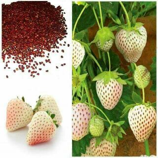 100 hạt dâu tây chịu nhiệt trắng . Đỏ
