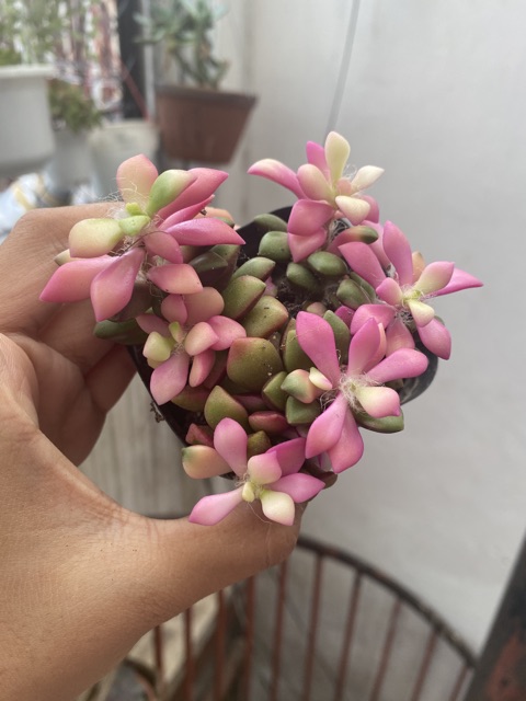 SEN ĐÁ HỒNG SAO 7CM