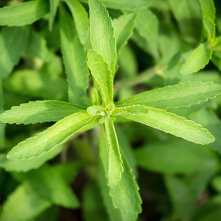 Hạt giống cỏ ngọt (stevia) giá rẻ