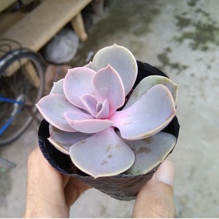 Sen đá hồng dâu - size nhỏ (5-8cm)