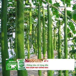 Hạt giống Mướp Hương Siêu Dài 2m thái lan