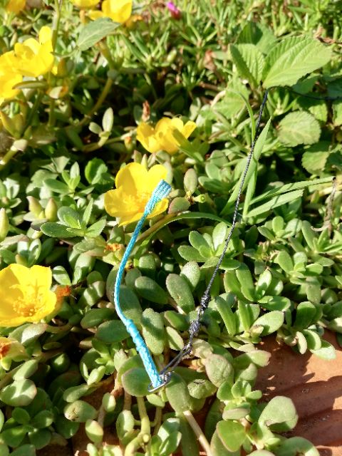 Xích chân chim chào mào / than / lửa ..vv