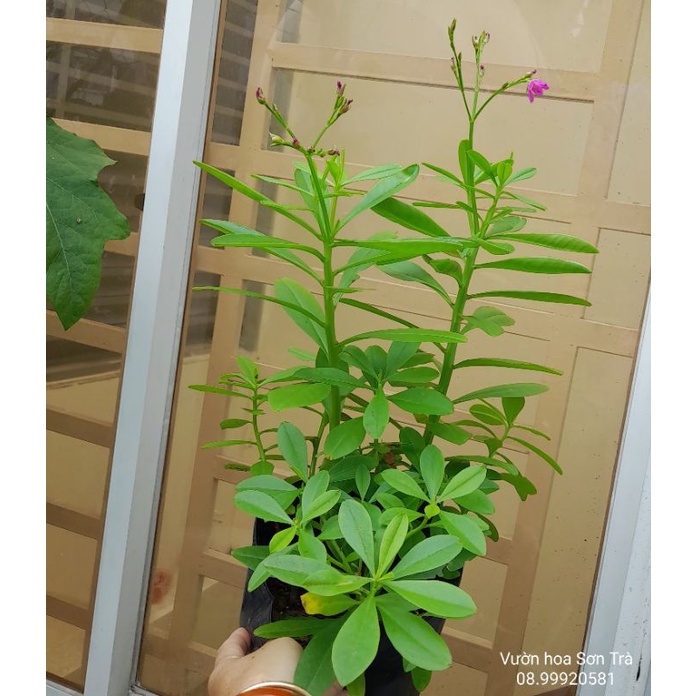 (Quận 8 - Hỏa tốc) Cây giống và đọt lá RAU SÂM ĐẤT, cây rau nhiều công dụng tốt.