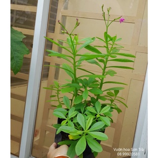 (Quận 8 - Hỏa tốc) Cây giống và đọt lá RAU SÂM ĐẤT, cây rau nhiều công dụng tốt.