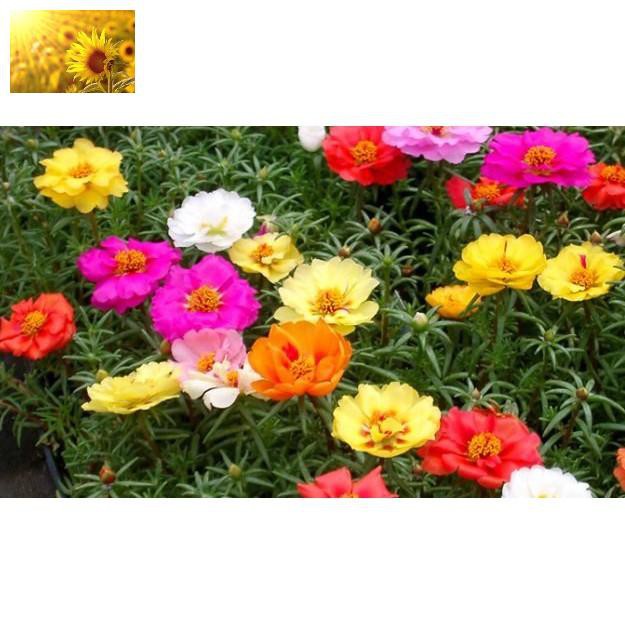Hạt Giống Hoa Mười Giờ Mỹ Kép Mix Nhiều Màu  - MUA 3 TẶNG 1 CÙNG LOẠI