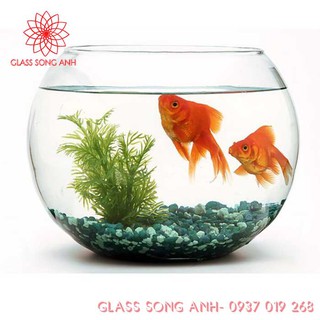 BÌNH THỦY TINH NUÔI CÁ ĐỂ BÀN,CHẬU CÁ THỦY TINH MINI,BÌNH THỦY TINH TRỒNG CÂY THỦY SINH MẪU