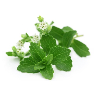 Hạt giống cỏ ngọt 5 hạt