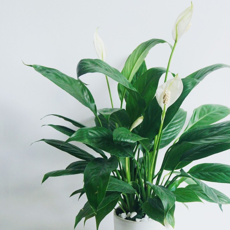 Cây Lan Ý để bàn kèm chậu gốm tráng men, luôn có hoa