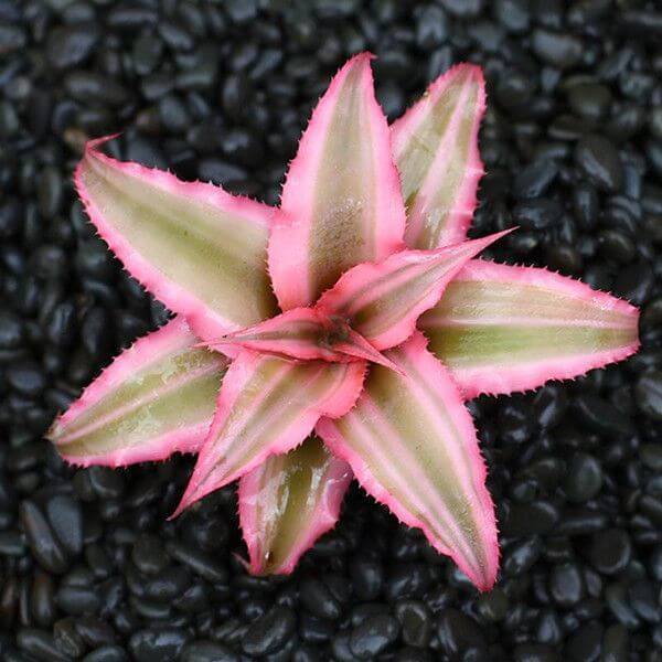 Cây Cryptanthus bivittatus Pink Starlite (Dứa cảnh, Nhung Diệp Tiểu Phụng) chậu nhựa