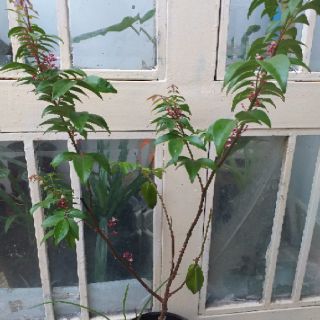 Cây khế nhật chua.