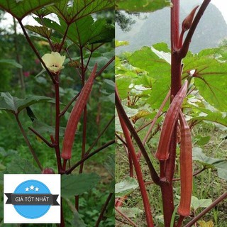 Hạt Giống Đậu Bắp Đỏ Chịu Nhiệt Burgundy