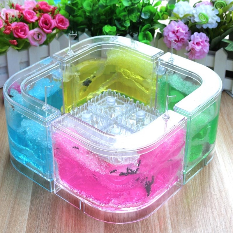 Hộp nuôi kiến thiết kế 3D độc đáo