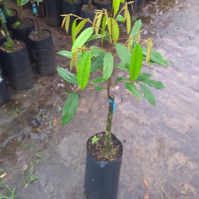Cây Giống Sầu Riêng MusangKing D197 Malaysia