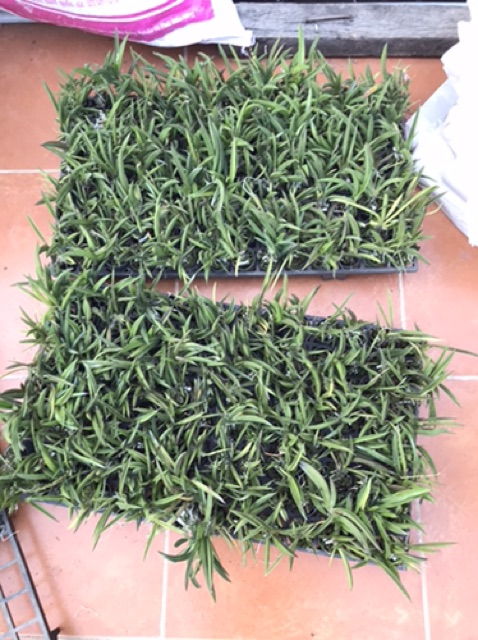 Hoa lan vũ nữ bút chì