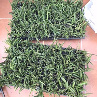Hoa lan vũ nữ bút chì