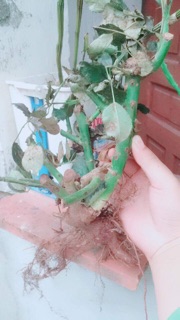 Gốc hồng rễ trần