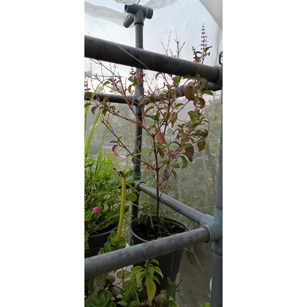 Hương nhu tía - cây hương nhu trồng chậu - trồng bền thu hoạch quanh năm (é tía, é rừng, é đỏ) Ocimum tenuiflorum