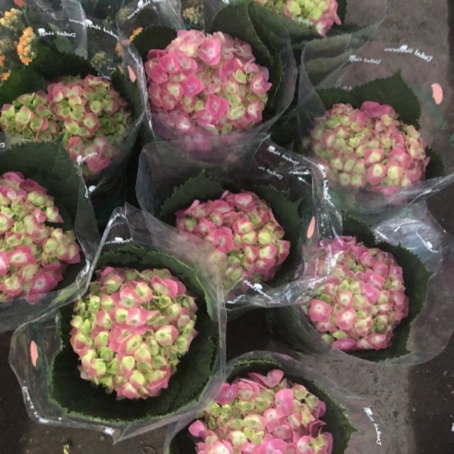 Cẩm tú cầu
