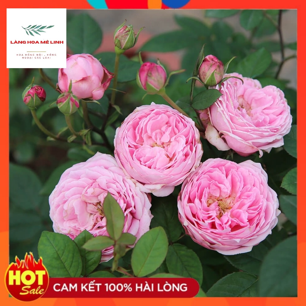 Hoa hồng Bụi Miyako màu hồng [🌹🌹TUYỆT ĐẸP 🌹🌹] - Trung tâm của những loài hoa Nhật, hống chịu, kháng bệnh mạnh mẽ .