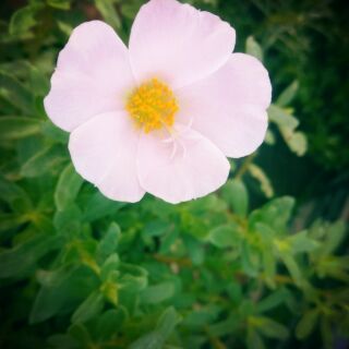 Bầu hoa sam.cây cực bền. hoa lâu tàn.sai hoa