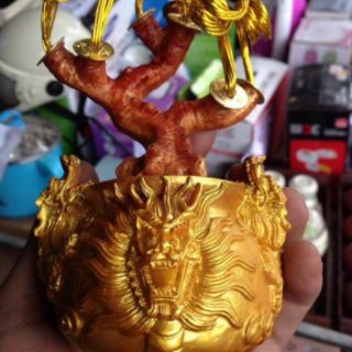 Cây Kim Tiền Lộc