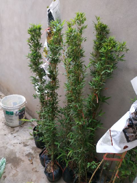 Cây trúc quân tử bán nguyên bụi
