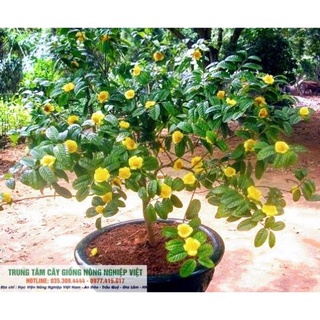 Cây Giống Trà Hoa Vàng