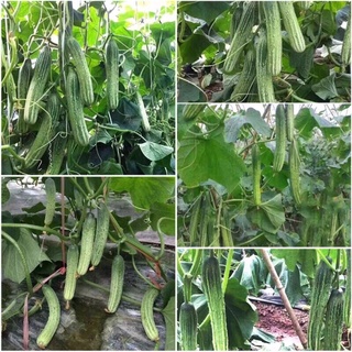 HẠT GIỐNG DƯA CHUỘT NẾP HIZUKU