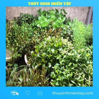 Tổng hợp cây thủy sinh cắt cắm lá cạn dễ trồng