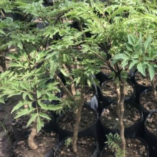 Cây đinh lăng lá nhỏ