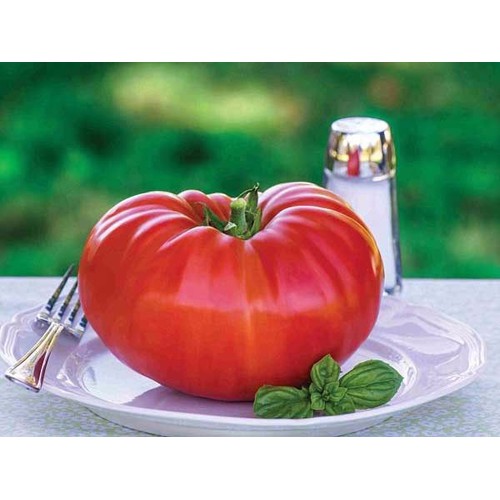 Hạt giống Cà chua khổng lồ- Rau củ quả trồng tại vườn, sân thượng, nông trang, ban công