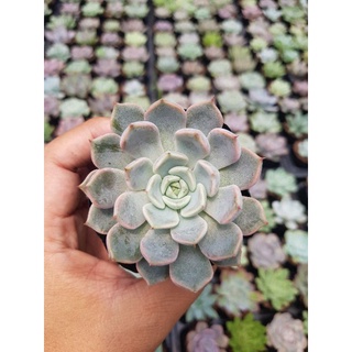 siêu giảm giá sen đá cúc gai hồng