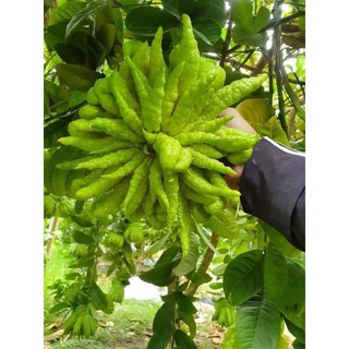 cây giống phật thủ