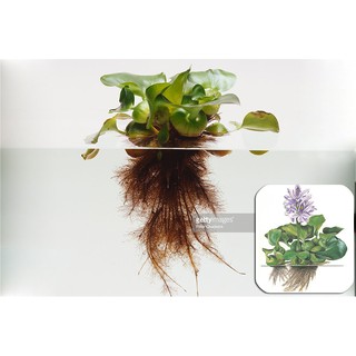 Bèo lục bình - Cây thủy sinh