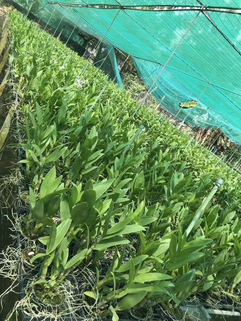 Nắng bà liễu