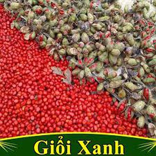 Cây Giống Dổi  Ghép ( tặng thêm phân và kích rễ)