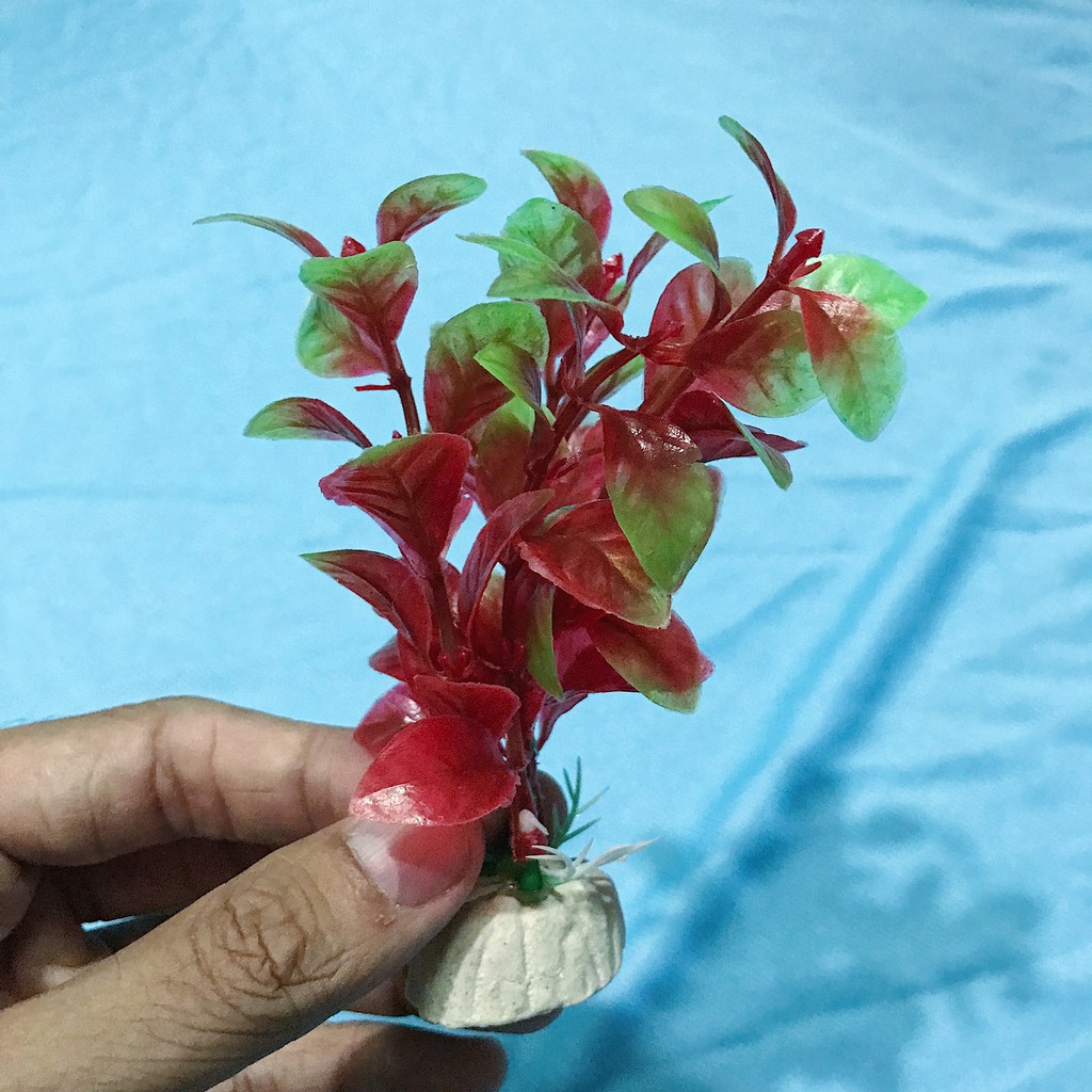 COMBO 10 RONG TRANG TRÍ HỒ CÁ NON BỘ SIZE 13CM