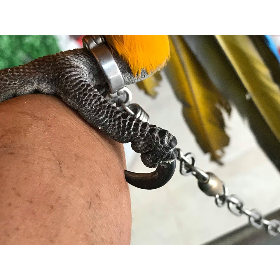 Xích chân cho vẹt xám và vẹt xích