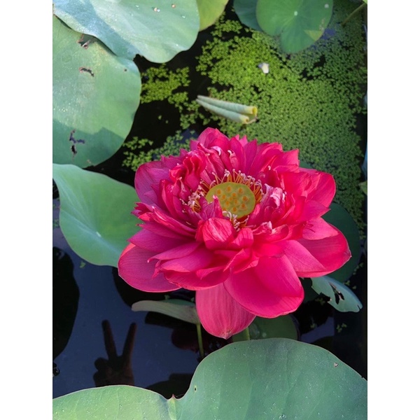 Củ sen đỏ Ruby Hồng Ngọc