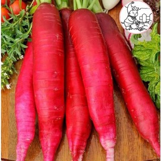 Hạt củ cải đỏ dài - gói 5 gram