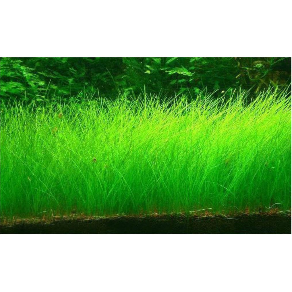 [Mã PET50K giảm Giảm 10% - Tối đa 50K đơn từ 250K] Hạt giống thuỷ sinh (Cỏ ngưu mao chiên)