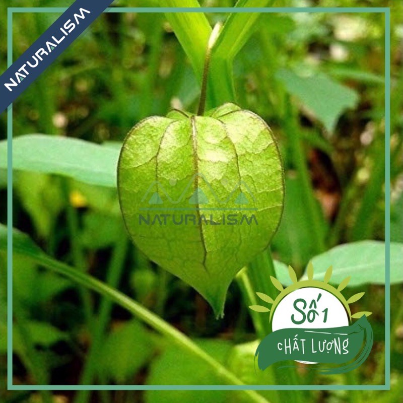 Trái Thù Lù già lấy hạt giống, Tầm Bóp, Cà chua Lồng đèn, golden berry