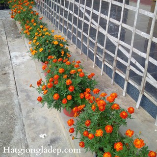 Hạt Giống Hoa Cúc Vạn Thọ Pháp