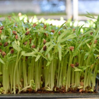Hạt giống Rau Mầm Rau Muống, đóng gói40-100gr