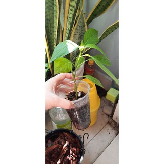 Cây giống lá cẩm tím Nhật