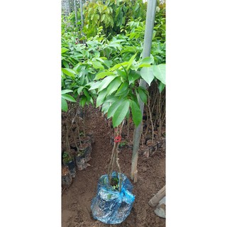 cây giống vải không hạt