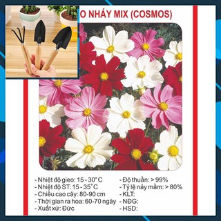 Hạt giống Hoa Cúc Sao Nhái Đơn 100 Hạt TẶNG BỘ LÀM VƯƠN MINI