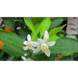 com bo ảnh kèm khung 20x30