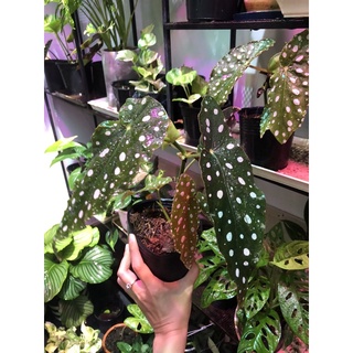 Cây Begonia Maculata