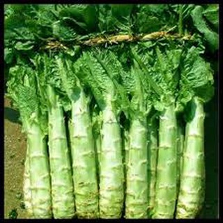 5 gram hạt giống rau diếp tây cây cao lớn